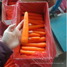 China new season fresh carrot S/M 5kg box pack exporting to UAE